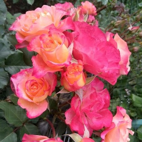 Rosa de fragancia intensa - Rosa - Marseille en Fleurs - 